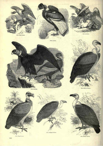 Reproducción/Reproduction 6092501275: The pictorial museum of animated nature. v.1. London :C. Cox,[1844?] 