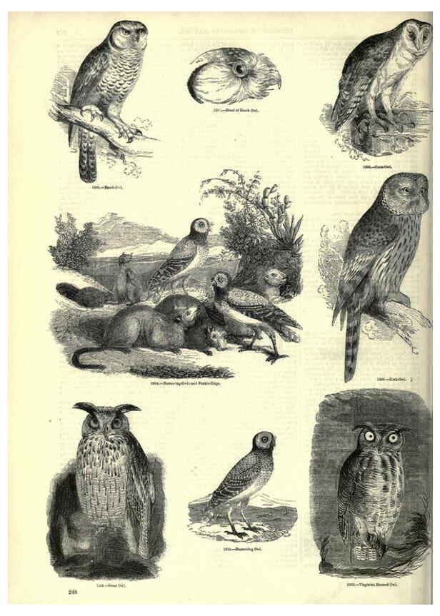 Reproducción/Reproduction 6093041590: The pictorial museum of animated nature. v.1. London :C. Cox,[1844?] 