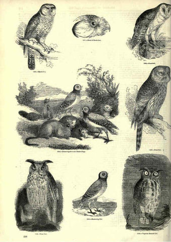 Reproducción/Reproduction 6093041590: The pictorial museum of animated nature. v.1. London :C. Cox,[1844?] 