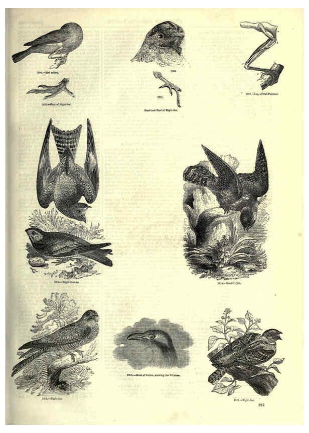 Reproducción/Reproduction 6093041896: The pictorial museum of animated nature. v.1. London :C. Cox,[1844?] 