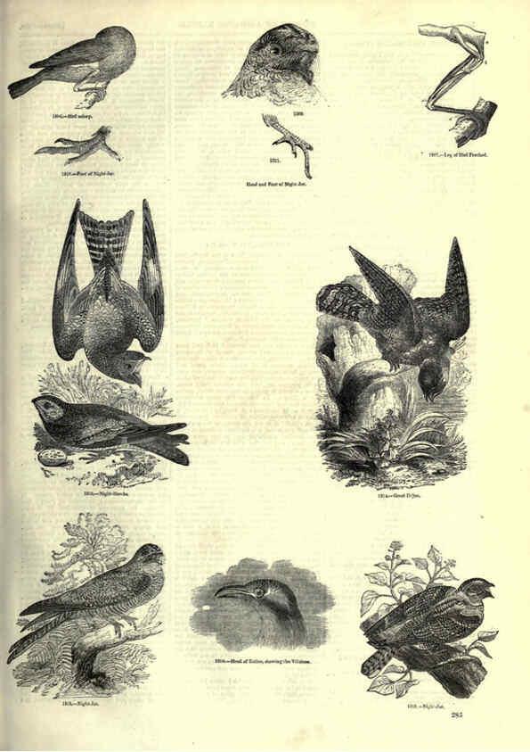 Reproducción/Reproduction 6093041896: The pictorial museum of animated nature. v.1. London :C. Cox,[1844?] 