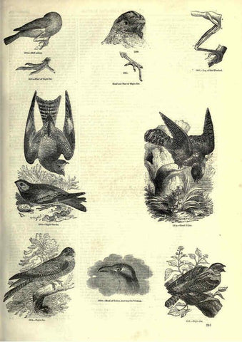 Reproducción/Reproduction 6093041896: The pictorial museum of animated nature. v.1. London :C. Cox,[1844?] 