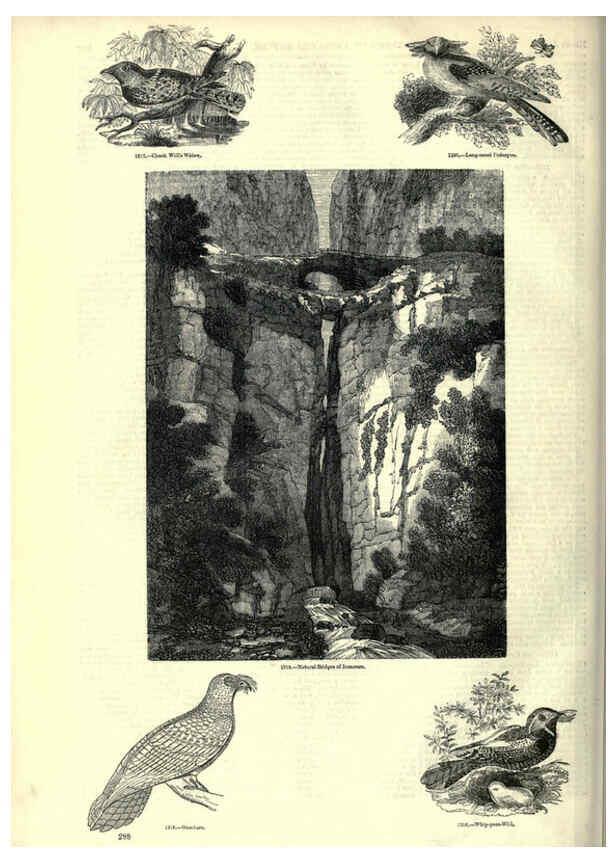 Reproducción/Reproduction 6092502657: The pictorial museum of animated nature. v.1. London :C. Cox,[1844?] 