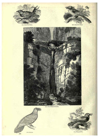 Reproducción/Reproduction 6092502657: The pictorial museum of animated nature. v.1. London :C. Cox,[1844?] 