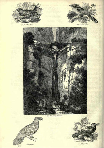 Reproducción/Reproduction 6092502657: The pictorial museum of animated nature. v.1. London :C. Cox,[1844?] 