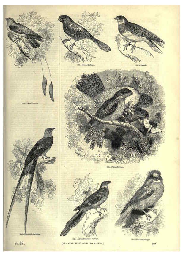 Reproducción/Reproduction 6092502897: The pictorial museum of animated nature. v.1. London :C. Cox,[1844?] 