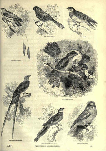 Reproducción/Reproduction 6092502897: The pictorial museum of animated nature. v.1. London :C. Cox,[1844?] 
