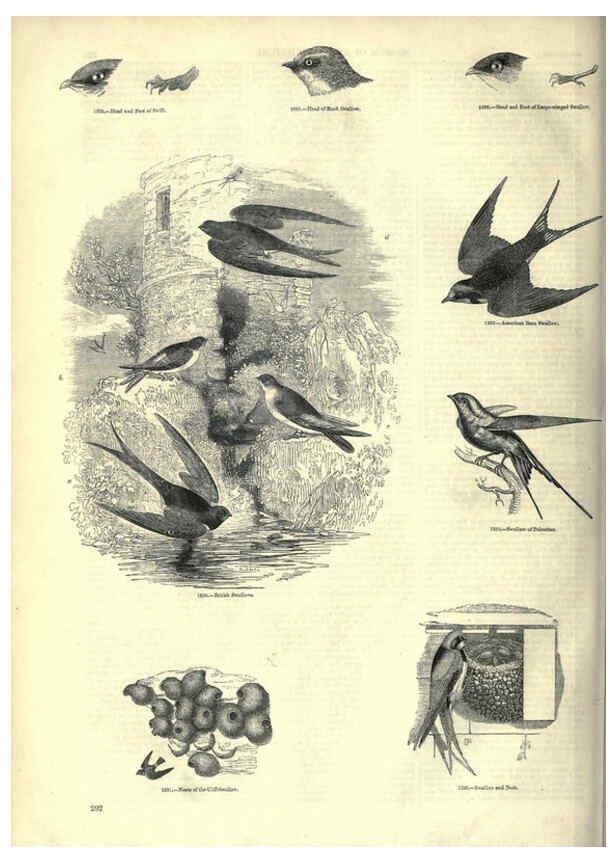 Reproducción/Reproduction 6093043024: The pictorial museum of animated nature. v.1. London :C. Cox,[1844?] 