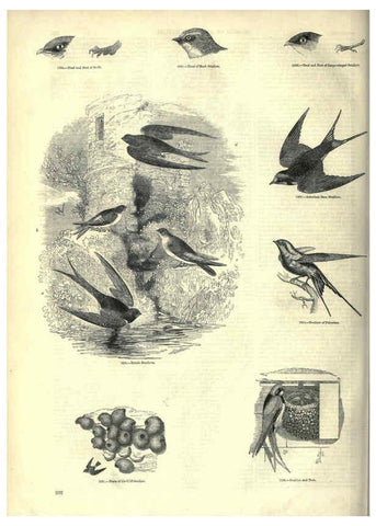 Reproducción/Reproduction 6093043024: The pictorial museum of animated nature. v.1. London :C. Cox,[1844?] 