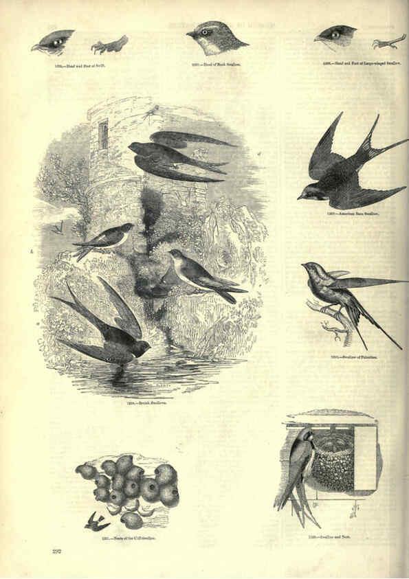 Reproducción/Reproduction 6093043024: The pictorial museum of animated nature. v.1. London :C. Cox,[1844?] 