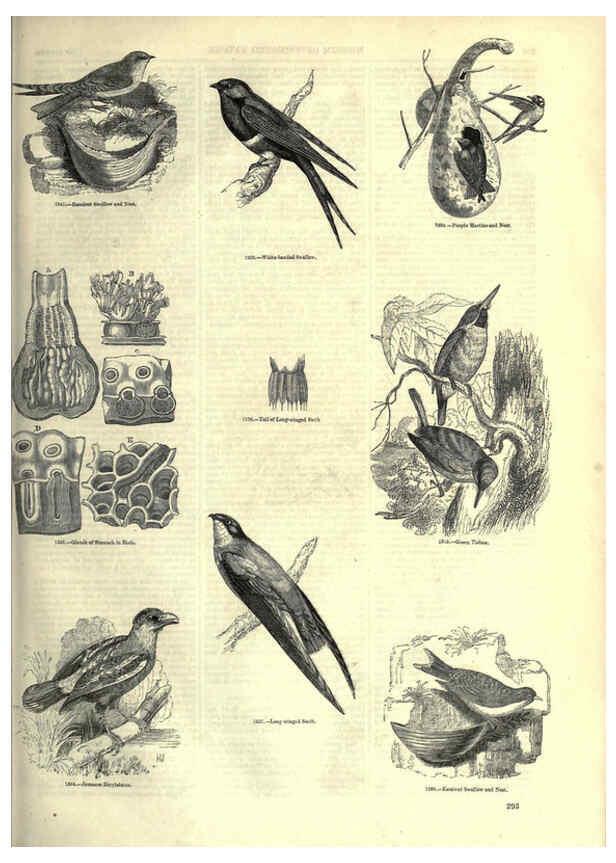 Reproducción/Reproduction 6093043250: The pictorial museum of animated nature. v.1. London :C. Cox,[1844?] 