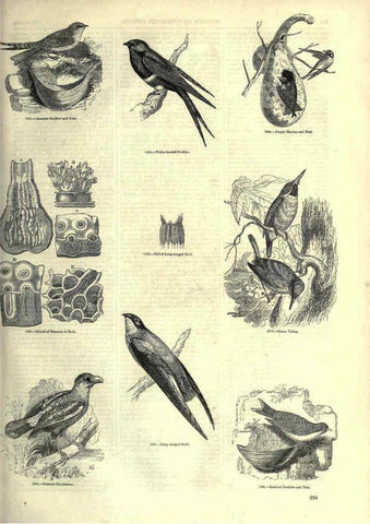 Reproducción/Reproduction 6093043250: The pictorial museum of animated nature. v.1. London :C. Cox,[1844?] 