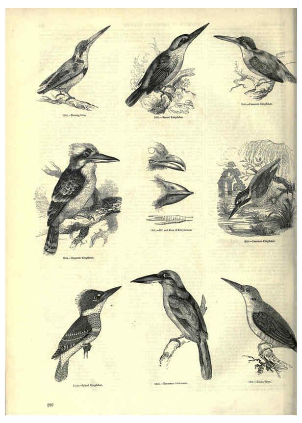 Reproducción/Reproduction 6092503809: The pictorial museum of animated nature. v.1. London :C. Cox,[1844?] 