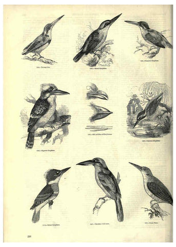 Reproducción/Reproduction 6092503809: The pictorial museum of animated nature. v.1. London :C. Cox,[1844?] 