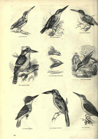 Reproducción/Reproduction 6092503809: The pictorial museum of animated nature. v.1. London :C. Cox,[1844?] 