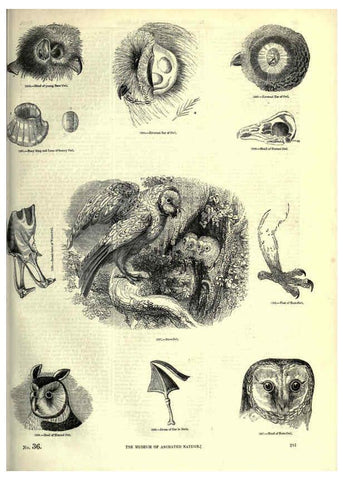 Reproducción/Reproduction 6092501509: The pictorial museum of animated nature. v.1. London :C. Cox,[1844?] 