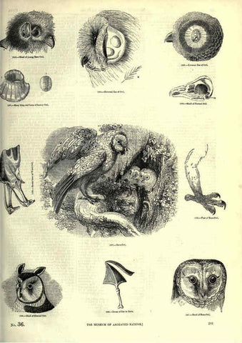 Reproducción/Reproduction 6092501509: The pictorial museum of animated nature. v.1. London :C. Cox,[1844?] 
