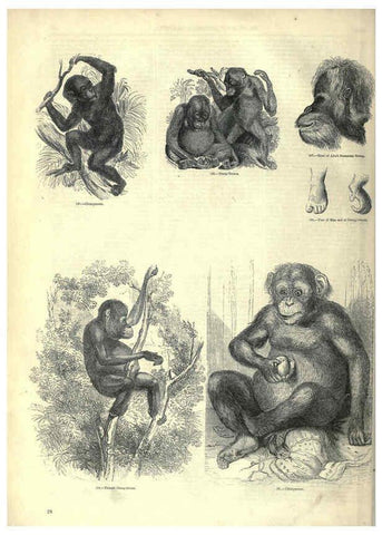 Reproducción/Reproduction 6092466741: The pictorial museum of animated nature. v.1. London :C. Cox,[1844?] 