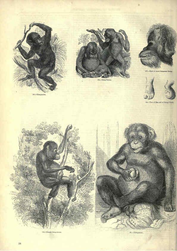 Reproducción/Reproduction 6092466741: The pictorial museum of animated nature. v.1. London :C. Cox,[1844?] 