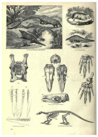 Reproducción/Reproduction 6092487491: The pictorial museum of animated nature. v.1. London :C. Cox,[1844?] 