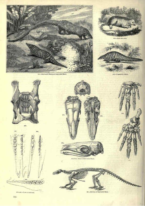 Reproducción/Reproduction 6092487491: The pictorial museum of animated nature. v.1. London :C. Cox,[1844?] 