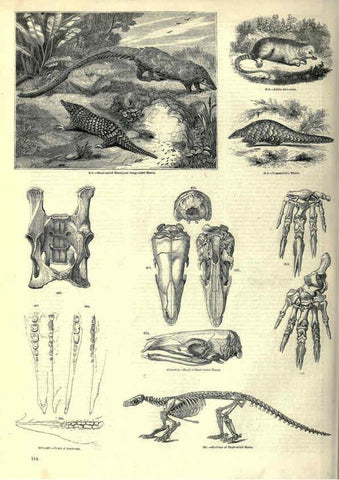 Reproducción/Reproduction 6092487491: The pictorial museum of animated nature. v.1. London :C. Cox,[1844?] 