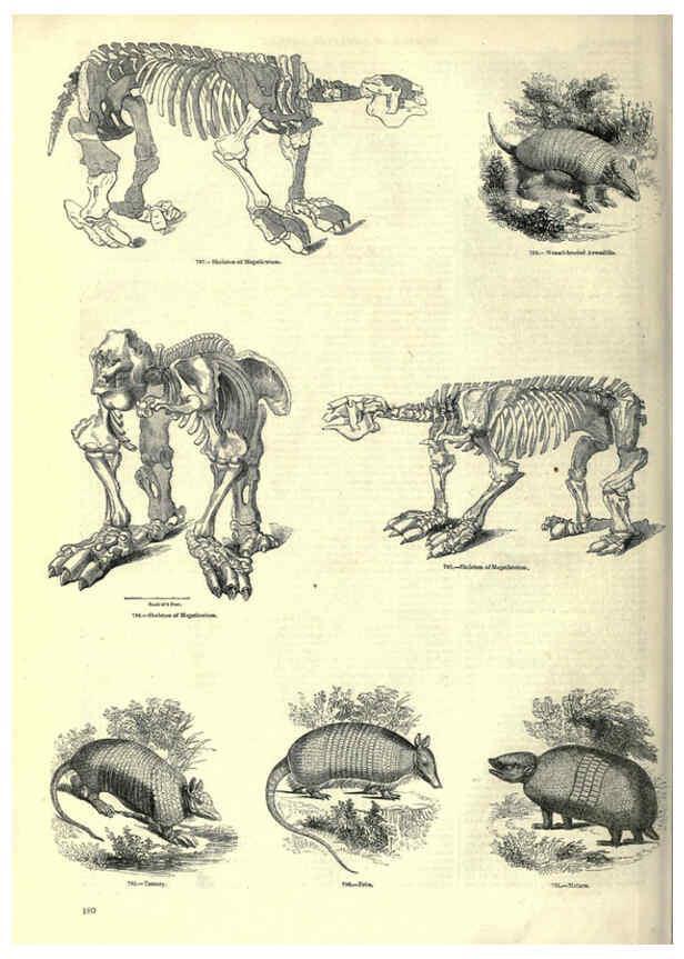 Reproducción/Reproduction 6092486827: The pictorial museum of animated nature. v.1. London :C. Cox,[1844?] 