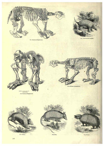 Reproducción/Reproduction 6092486827: The pictorial museum of animated nature. v.1. London :C. Cox,[1844?] 