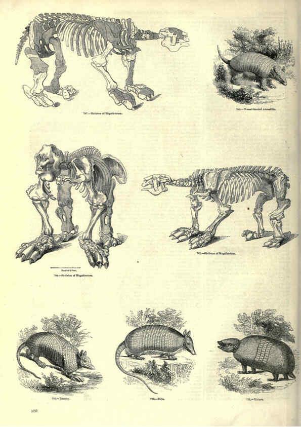 Reproducción/Reproduction 6092486827: The pictorial museum of animated nature. v.1. London :C. Cox,[1844?] 