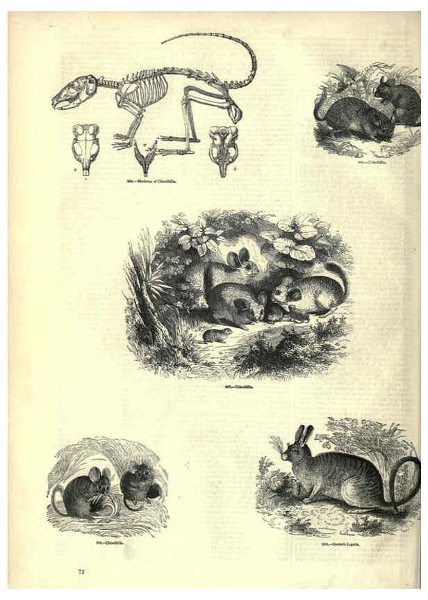Reproducción/Reproduction 6092471817: The pictorial museum of animated nature. v.1. London :C. Cox,[1844?] 