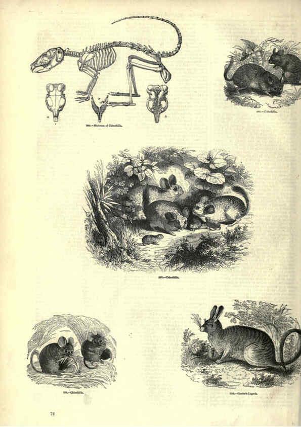 Reproducción/Reproduction 6092471817: The pictorial museum of animated nature. v.1. London :C. Cox,[1844?] 