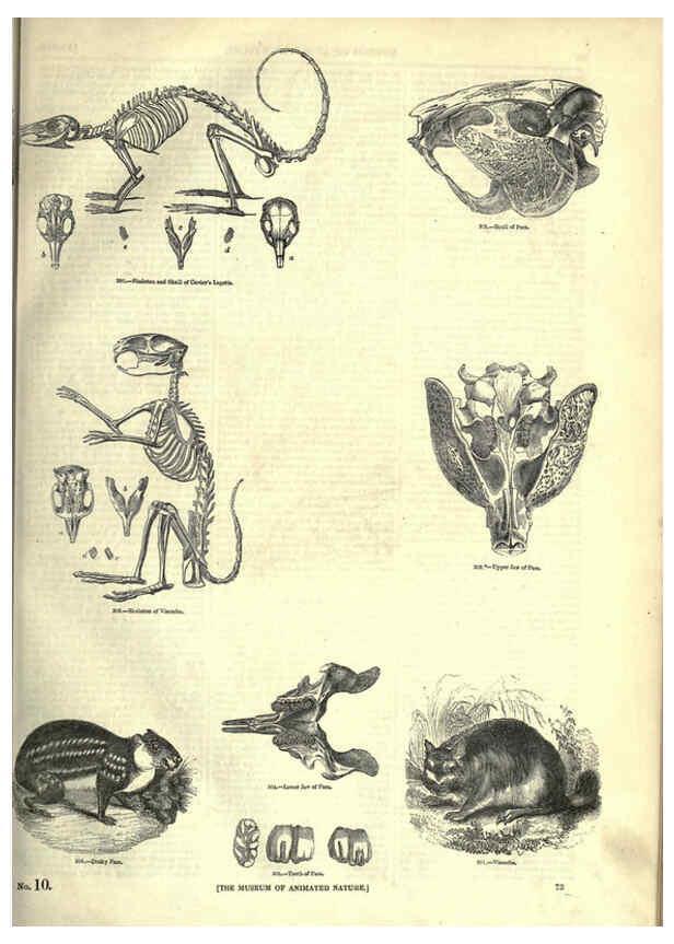 Reproducción/Reproduction 6092472061: The pictorial museum of animated nature. v.1. London :C. Cox,[1844?] 