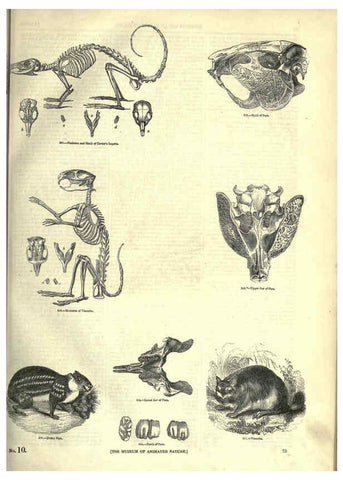Reproducción/Reproduction 6092472061: The pictorial museum of animated nature. v.1. London :C. Cox,[1844?] 