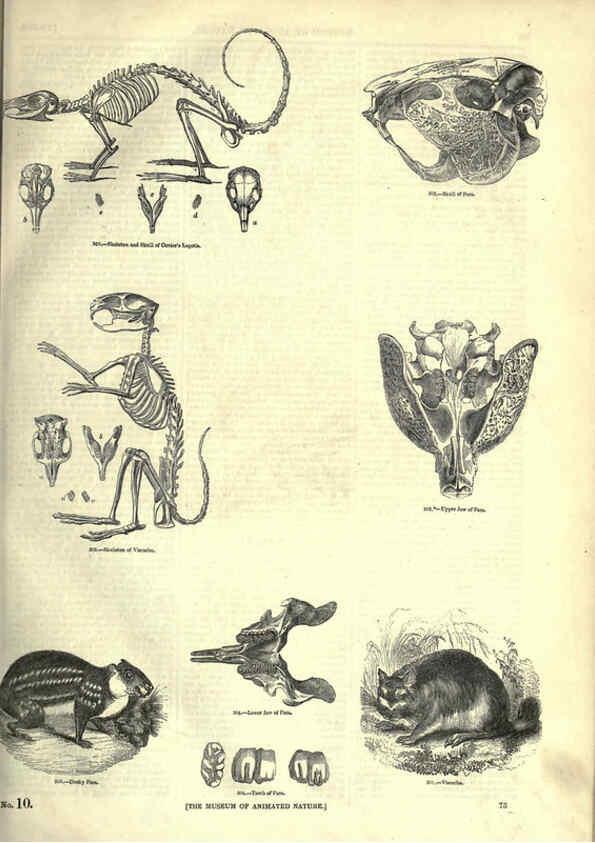 Reproducción/Reproduction 6092472061: The pictorial museum of animated nature. v.1. London :C. Cox,[1844?] 