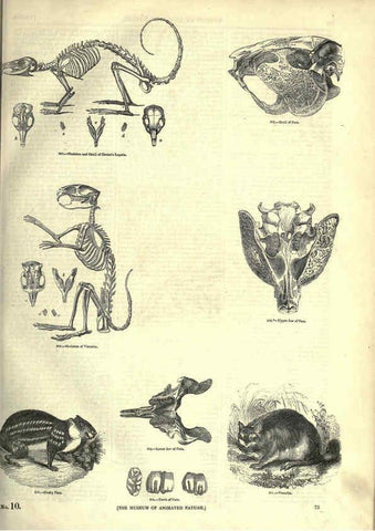 Reproducción/Reproduction 6092472061: The pictorial museum of animated nature. v.1. London :C. Cox,[1844?] 