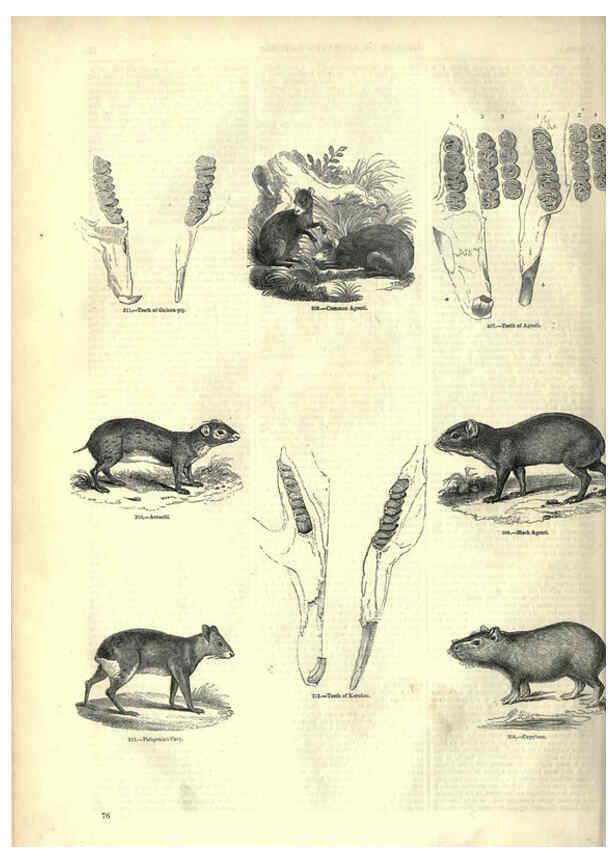 Reproducción/Reproduction 6092472265: The pictorial museum of animated nature. v.1. London :C. Cox,[1844?] 
