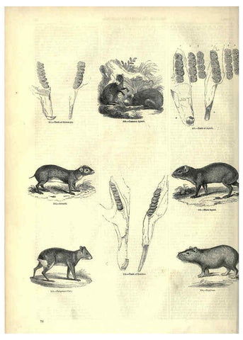 Reproducción/Reproduction 6092472265: The pictorial museum of animated nature. v.1. London :C. Cox,[1844?] 