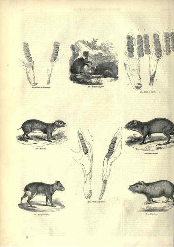 Reproducción/Reproduction 6092472265: The pictorial museum of animated nature. v.1. London :C. Cox,[1844?] 