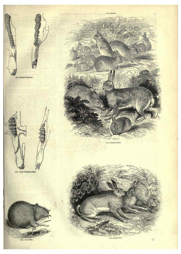 Reproducción/Reproduction 6092472495: The pictorial museum of animated nature. v.1. London :C. Cox,[1844?] 