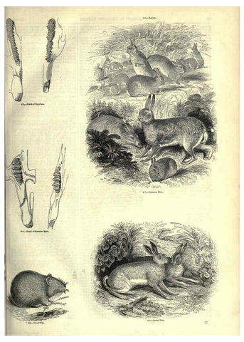Reproducción/Reproduction 6092472495: The pictorial museum of animated nature. v.1. London :C. Cox,[1844?] 
