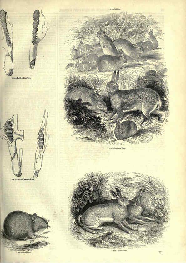 Reproducción/Reproduction 6092472495: The pictorial museum of animated nature. v.1. London :C. Cox,[1844?] 