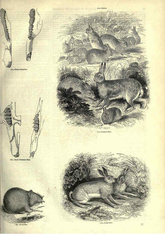 Reproducción/Reproduction 6092472495: The pictorial museum of animated nature. v.1. London :C. Cox,[1844?] 
