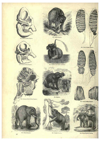 Reproducción/Reproduction 6092472683: The pictorial museum of animated nature. v.1. London :C. Cox,[1844?] 