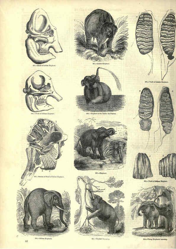 Reproducción/Reproduction 6092472683: The pictorial museum of animated nature. v.1. London :C. Cox,[1844?] 