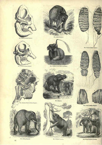 Reproducción/Reproduction 6092472683: The pictorial museum of animated nature. v.1. London :C. Cox,[1844?] 