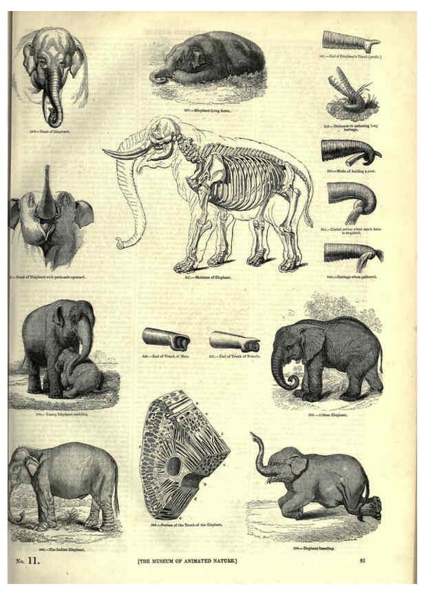 Reproducción/Reproduction 6092473149: The pictorial museum of animated nature. v.1. London :C. Cox,[1844?] 