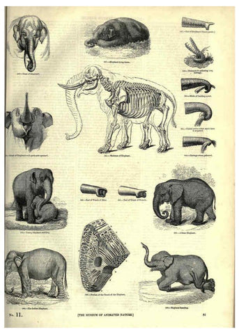 Reproducción/Reproduction 6092473149: The pictorial museum of animated nature. v.1. London :C. Cox,[1844?] 