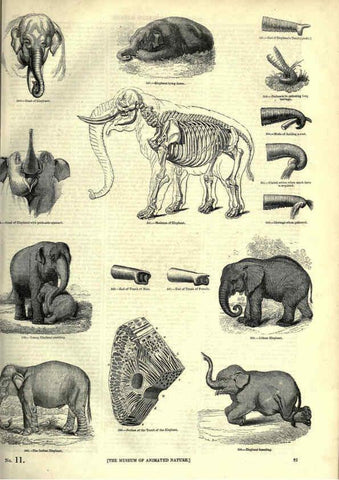Reproducción/Reproduction 6092473149: The pictorial museum of animated nature. v.1. London :C. Cox,[1844?] 