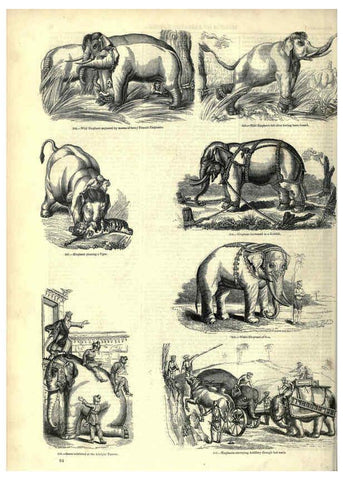 Reproducción/Reproduction 6093013504: The pictorial museum of animated nature. v.1. London :C. Cox,[1844?] 