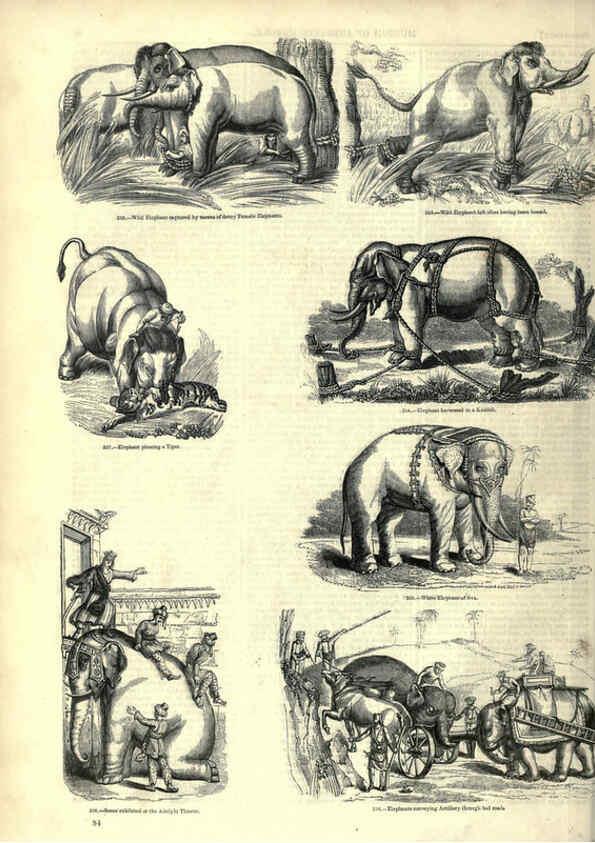 Reproducción/Reproduction 6093013504: The pictorial museum of animated nature. v.1. London :C. Cox,[1844?] 